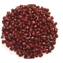 Nouvelle culture / haricots rouges frais (sac de 25 kg / PP)
